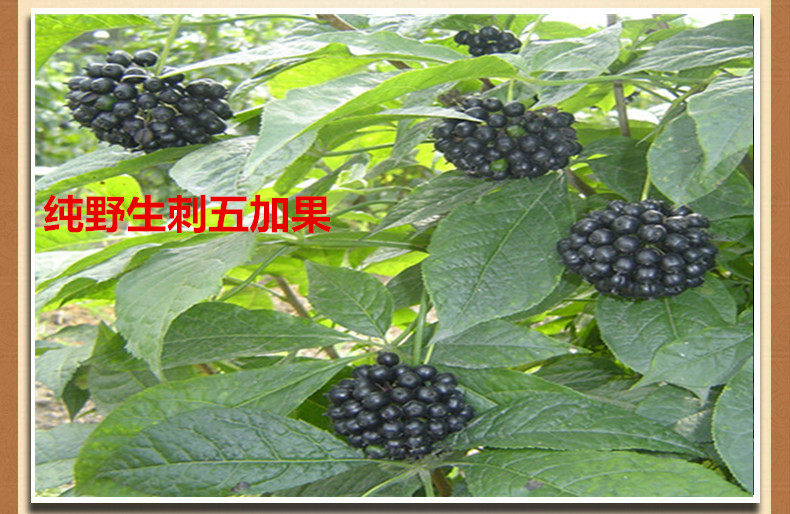 五加东北特产长白山野生果正品茶养生泡水精选五加皮