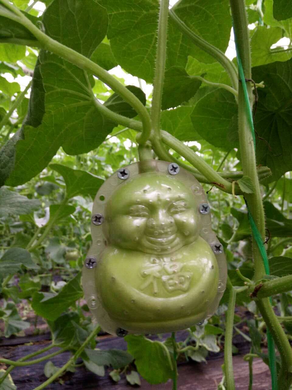 模具促销福娃人参果水果生长造型定型成型甜瓜其它