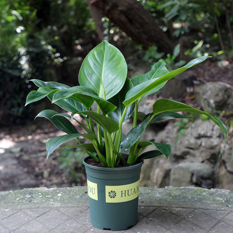 大叶金钻盆栽室内大型客厅甲醛公主招财植物户外