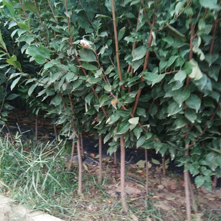 美人醉李子苗嫁接脱毒苗自花抗寒抗旱南北方种植 李子树苗新品种