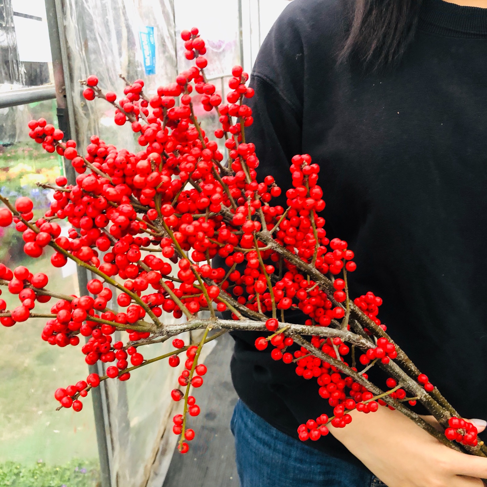 北美冬青鲜切鲜花干枝 室内前台客厅卧室摆放 花瓶摆放长达四个月