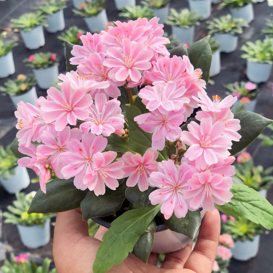 花中仙子露薇花盆栽带花发货露微花花苗室内阳台客厅开花耐寒