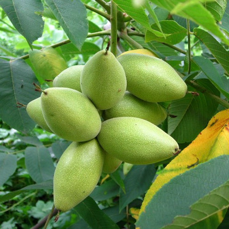 青核桃长白山野生切片500克青龙入伏山核桃皮包其他药食同源食品