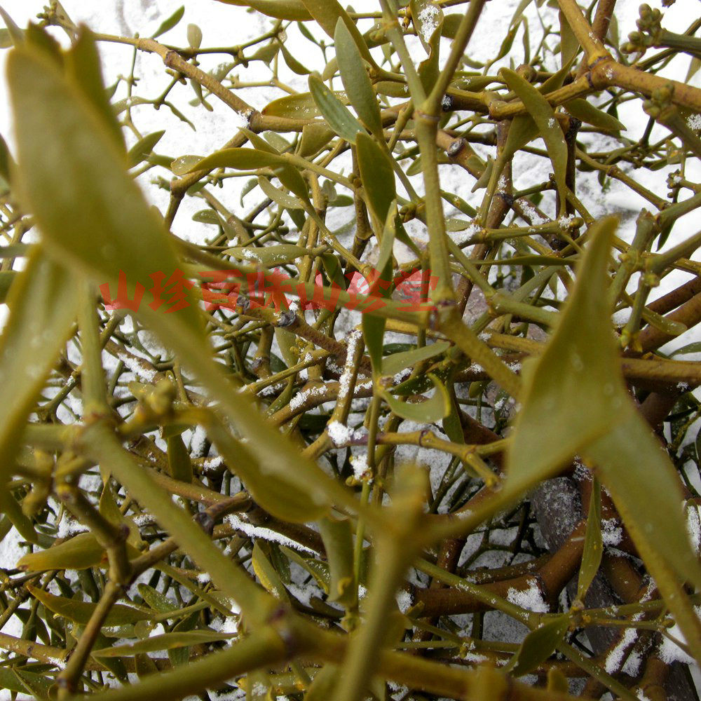 寄生长白山野生冻青冬青黄寄生生子新鲜500克包邮其他药食同源食品