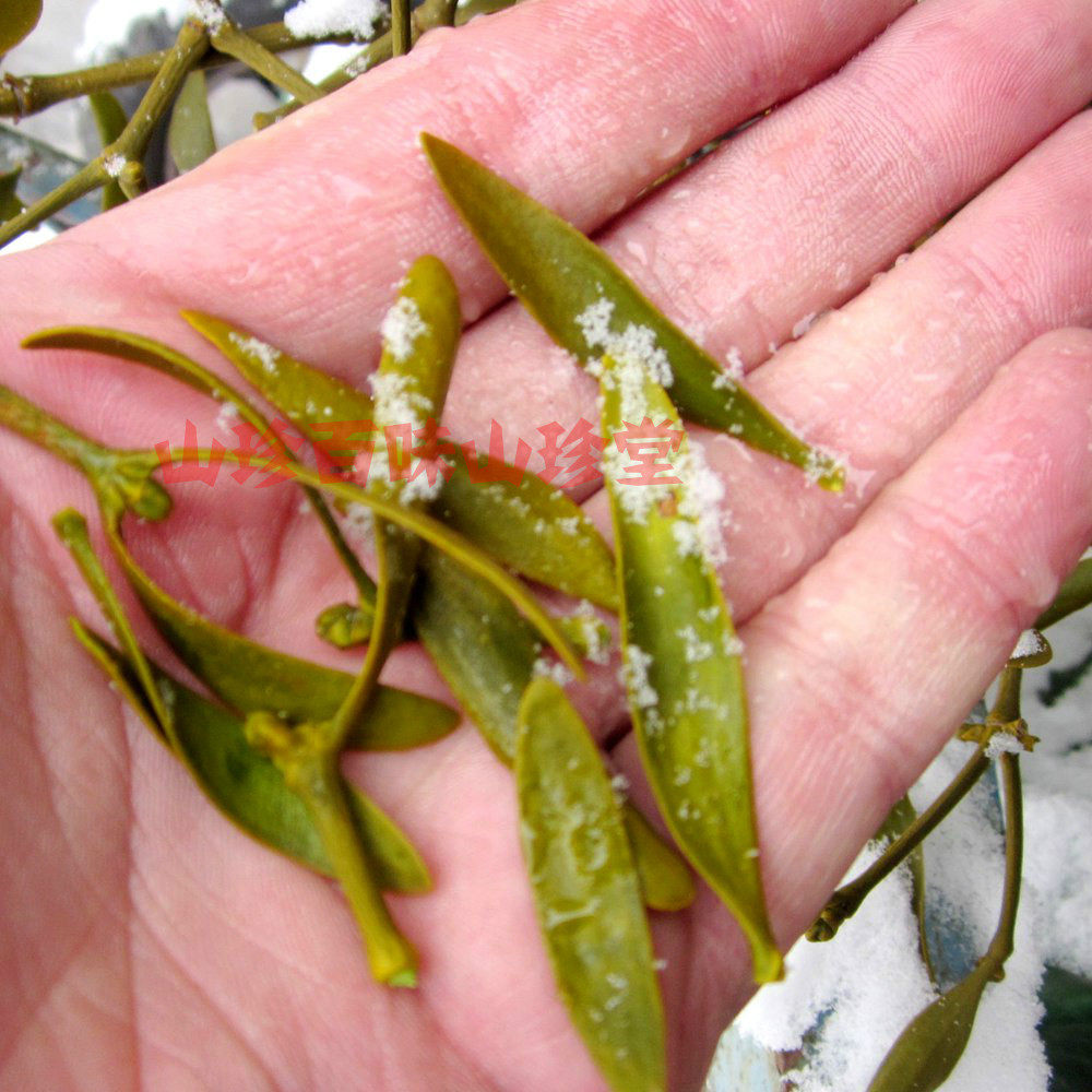 寄生长白山野生冻青冬青黄寄生生子新鲜500克包邮其他药食同源食品