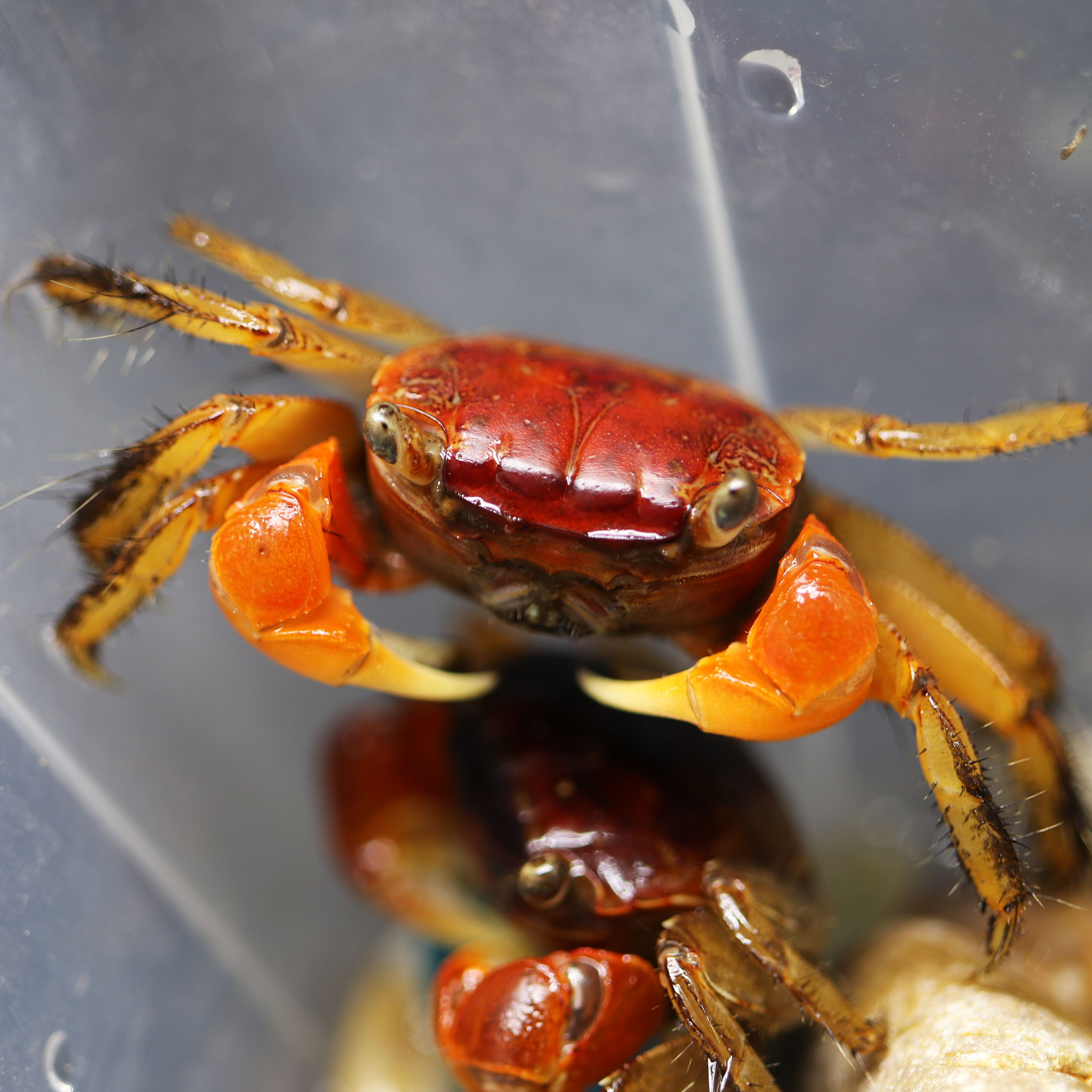 红螯观赏淡水宠物活体膛臂红手陆缸相守水族蟹