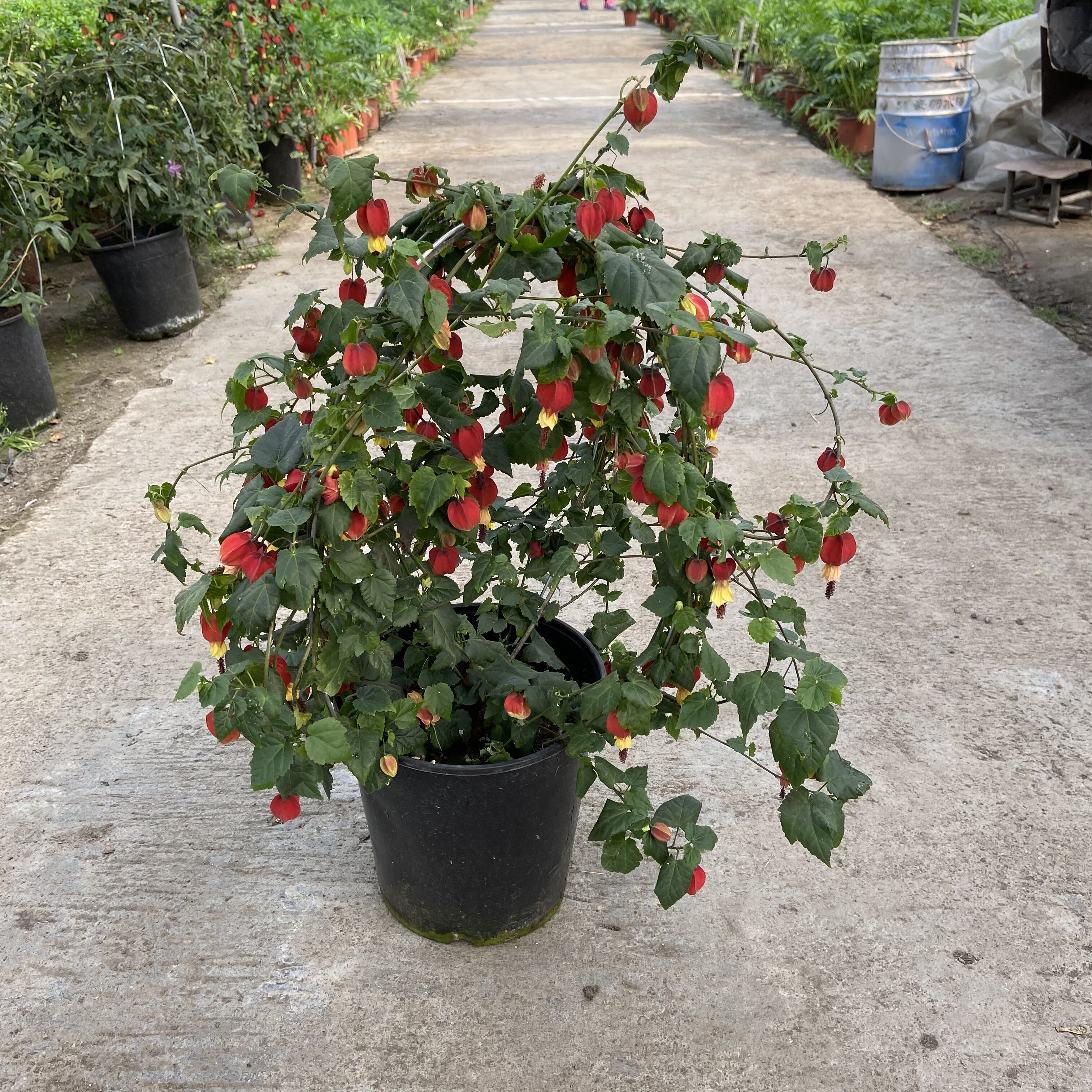 灯笼多年生阳台庭院趣味花卉木本爬藤花盆高挂时令草本花卉