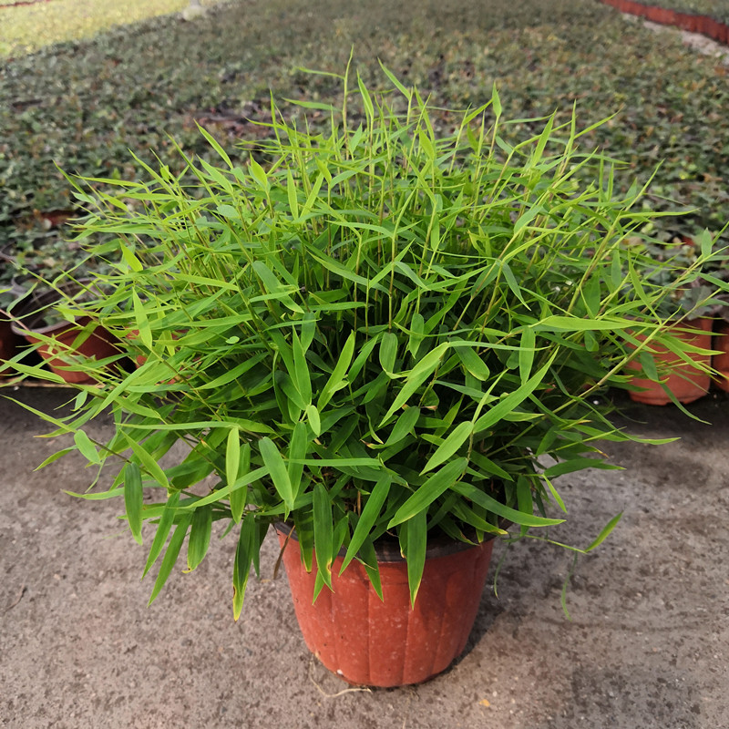 翠竹盆栽造景凤尾竹米观赏竹子山水微型盆景绿植