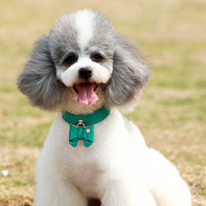 宠物项圈嘿宠宽版牛皮惠比特灵缇脖圈蝴蝶结链遛项圈