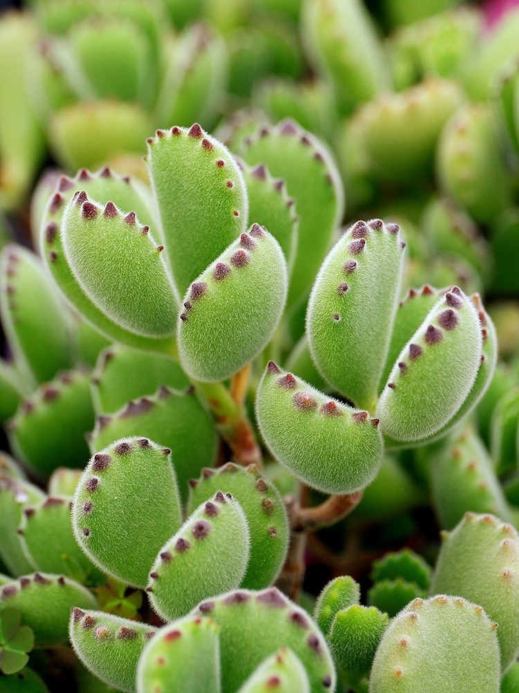 小仙肉多头满额发货带土带盆老桩群生绿熊熊童子多肉植物