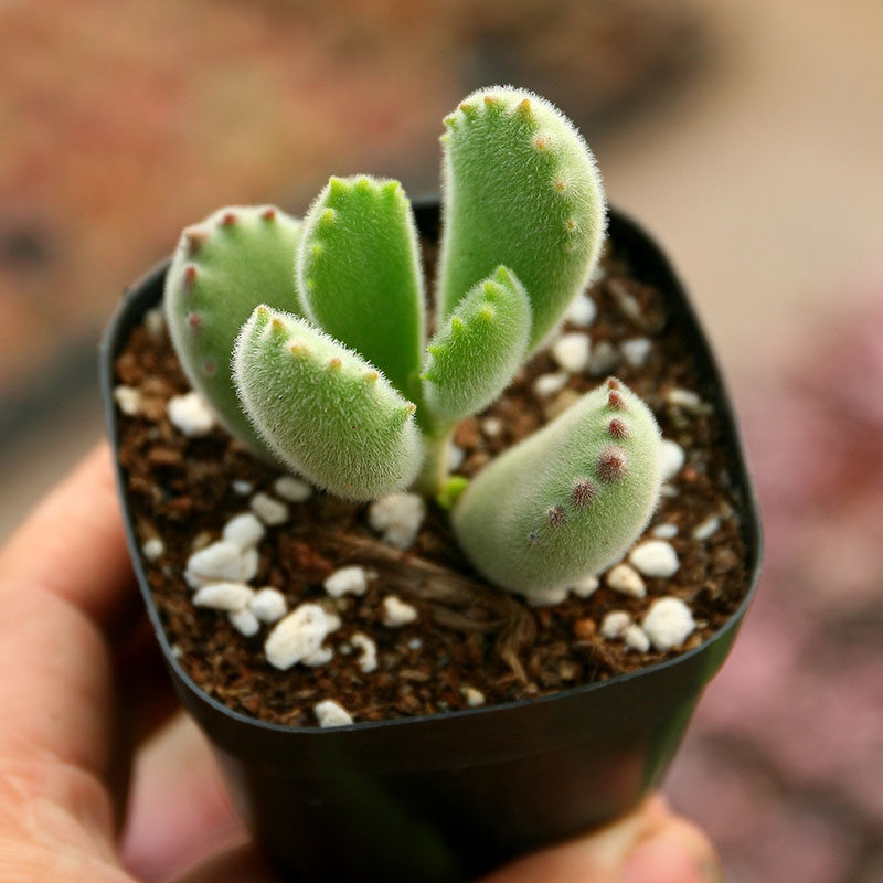 小仙肉多头满额发货带土带盆老桩群生绿熊熊童子多肉植物