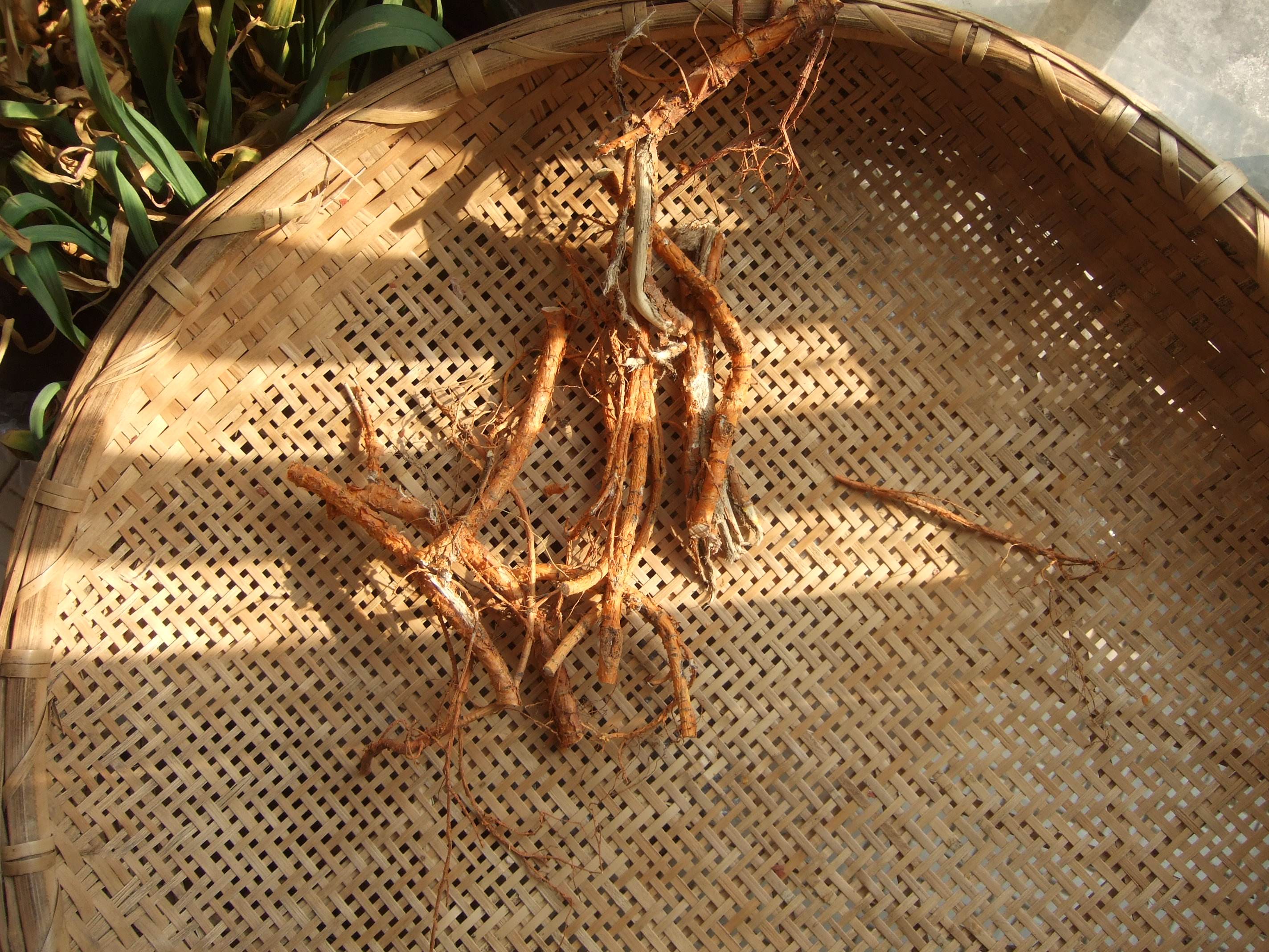 树根2022年野生桑树桑叶老桑桑蚕桑椹槡树500克其他药食同源食品