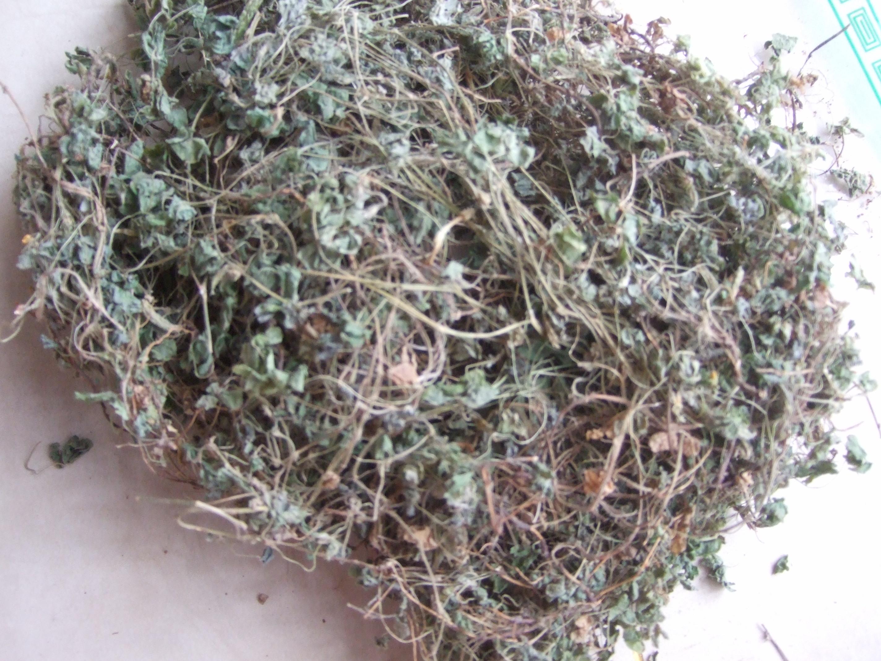 野生新货黄花酢浆草醡浆草炸酱草酸浆草斑鸠酸三叶草2份包邮