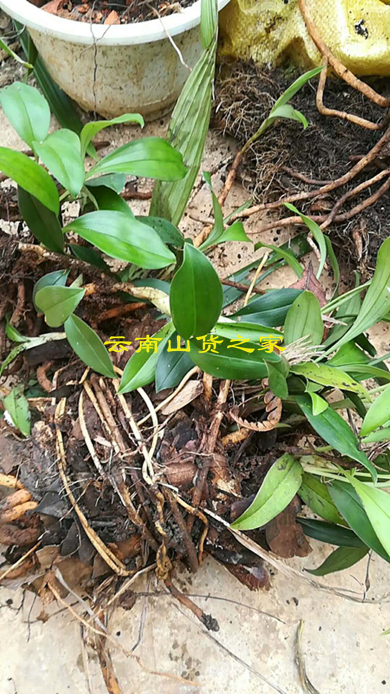 云南兔耳兰5苗包邮粉红色花兔儿兰阳台趣味盆栽兰草花卉-爱鉴花 智能