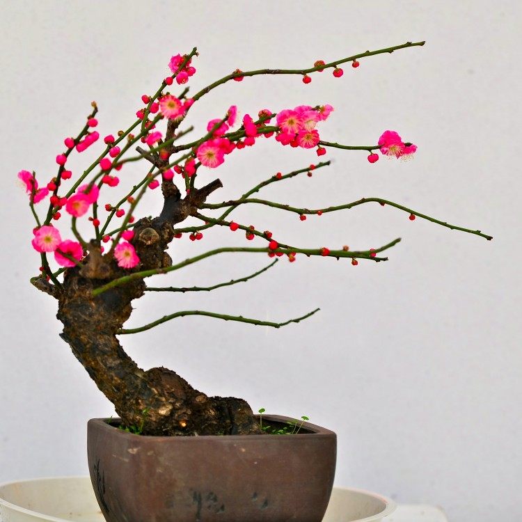 梅花盆栽老桩红梅盆景冬天开花植物腊梅原生骨里红盆景绿梅年宵花