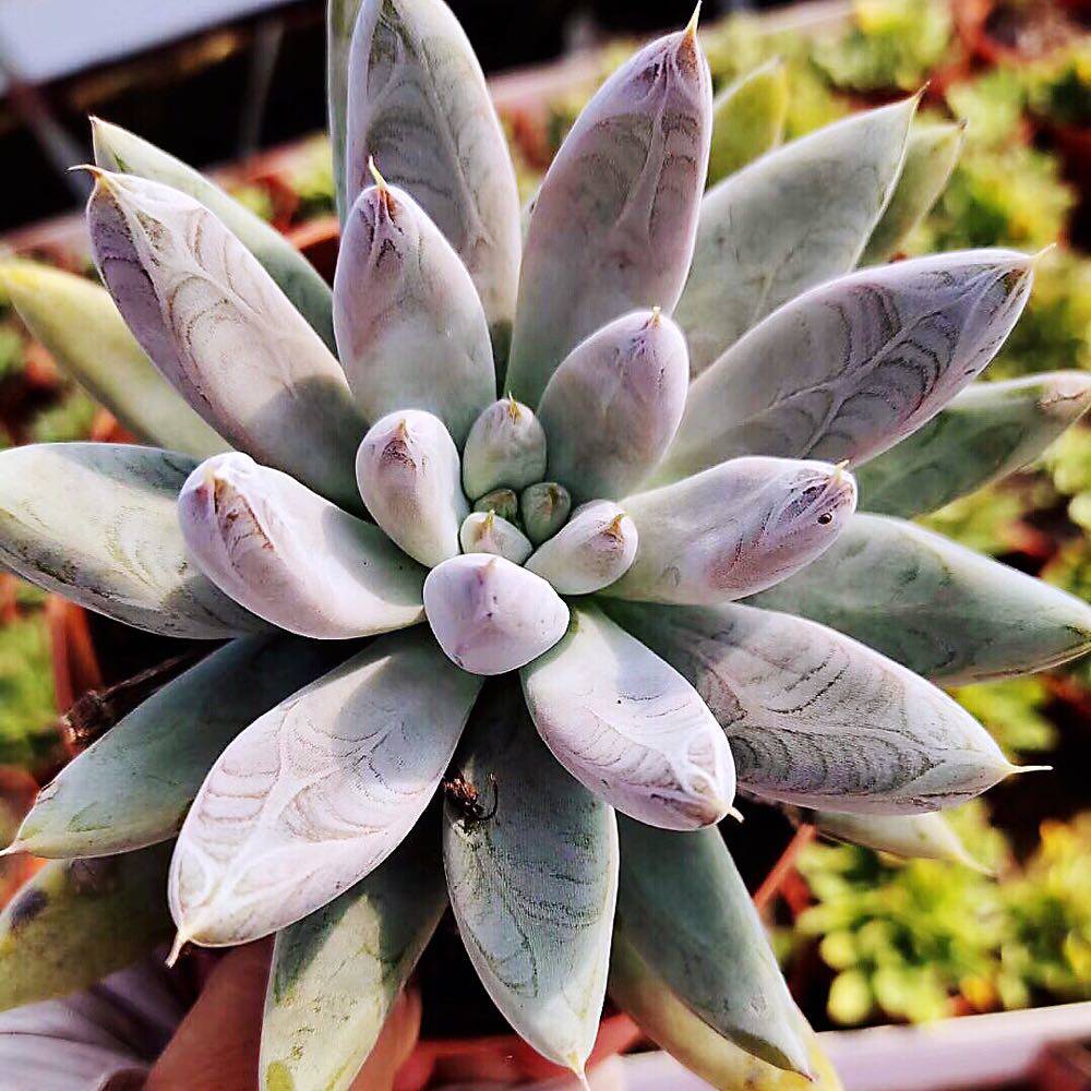 杜里万多植物带暗纹贵稀有品种办公室阳台防辐射多肉植物