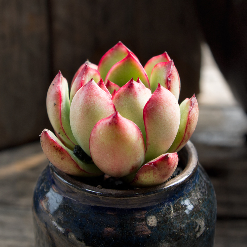 安娜多肉精养控型果冻保利宝莉植物多肉植物