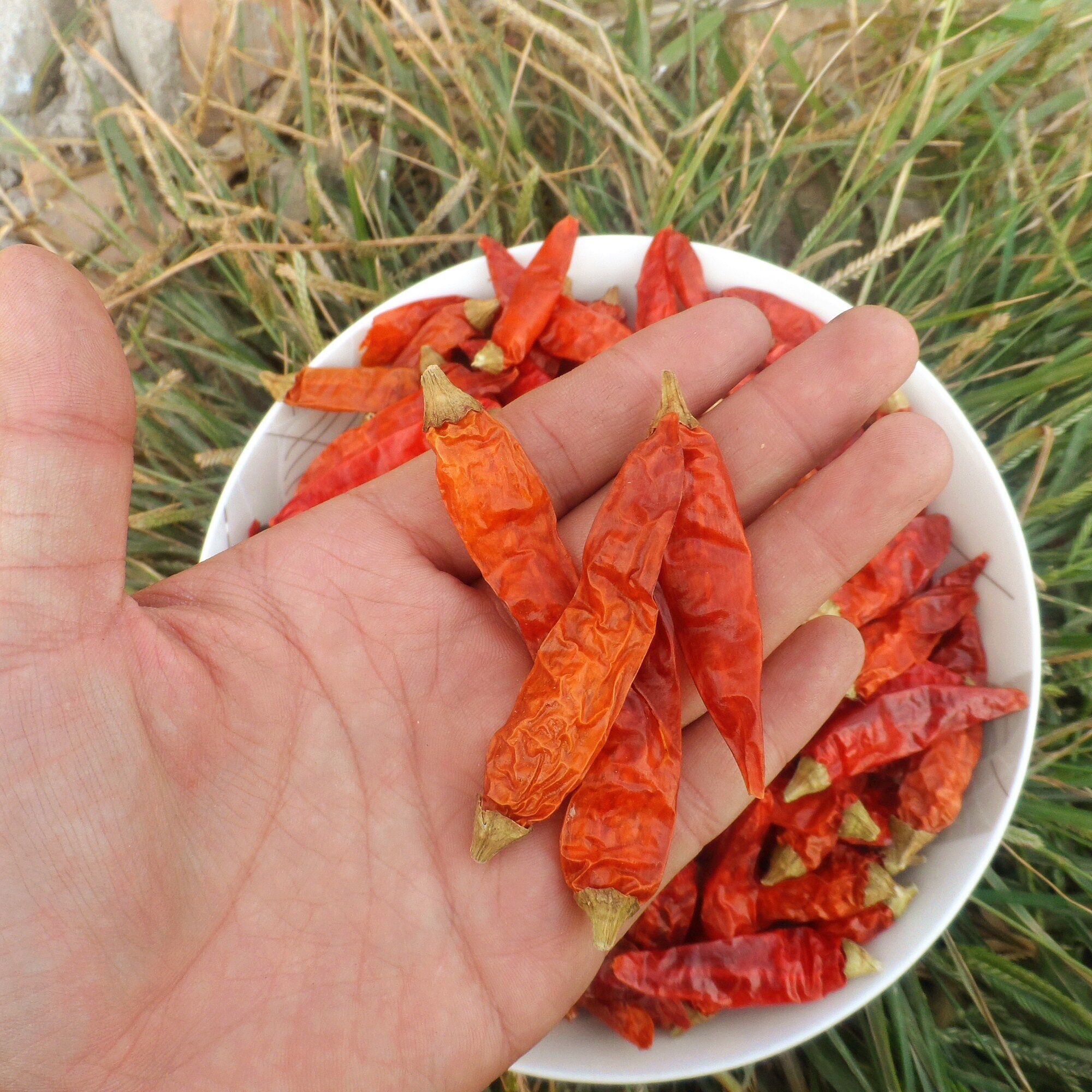 湖南野山椒 朝天椒 可加工粉面段丝 小黄干椒 超辣特辣巨辣小米椒