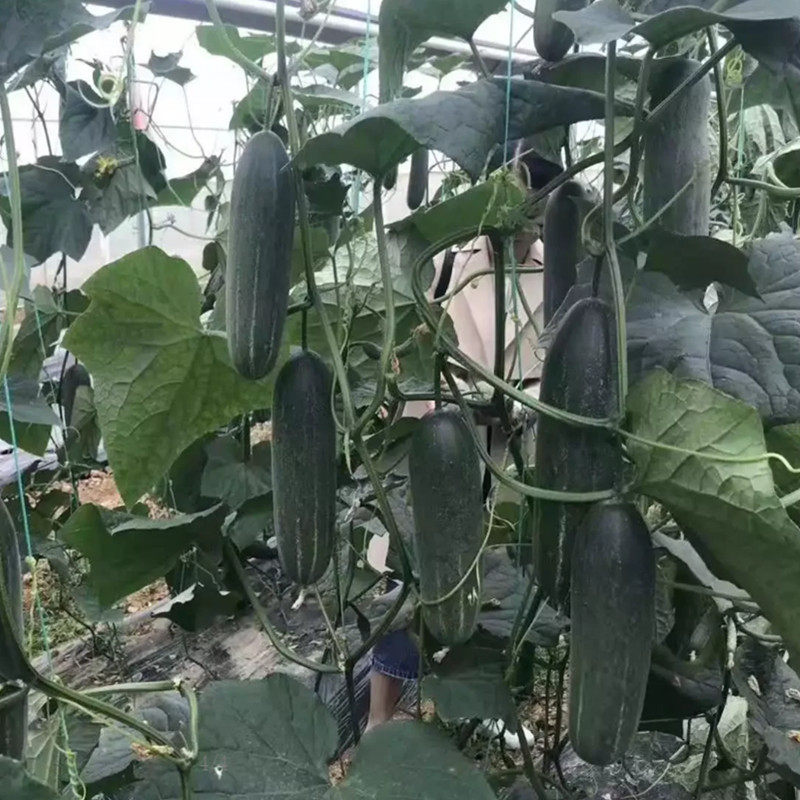 黄瓜翠绿吊瓜种子肉质细嫩好吃超甜水果种籽家庭园艺种子