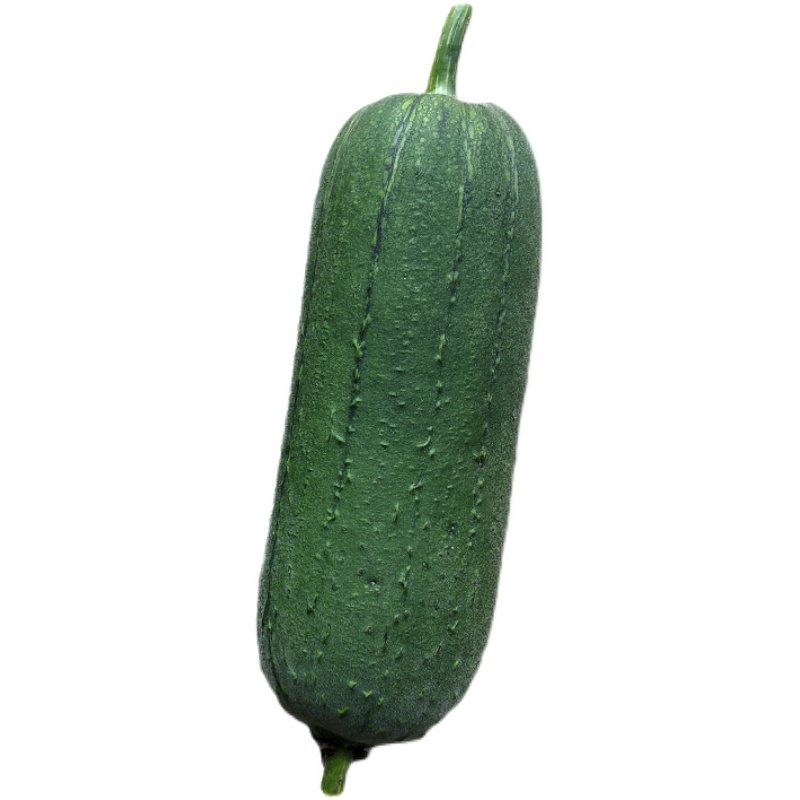 丝瓜早熟台湾菜种蔬菜圆帅肉丝秋季福甜春季家庭园艺种子