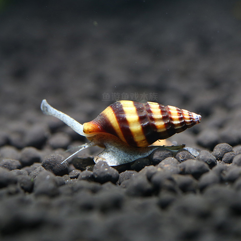 马来螺观赏螺苹果螺活除藻螺鱼缸清洁螺吃鱼屎工具螺
