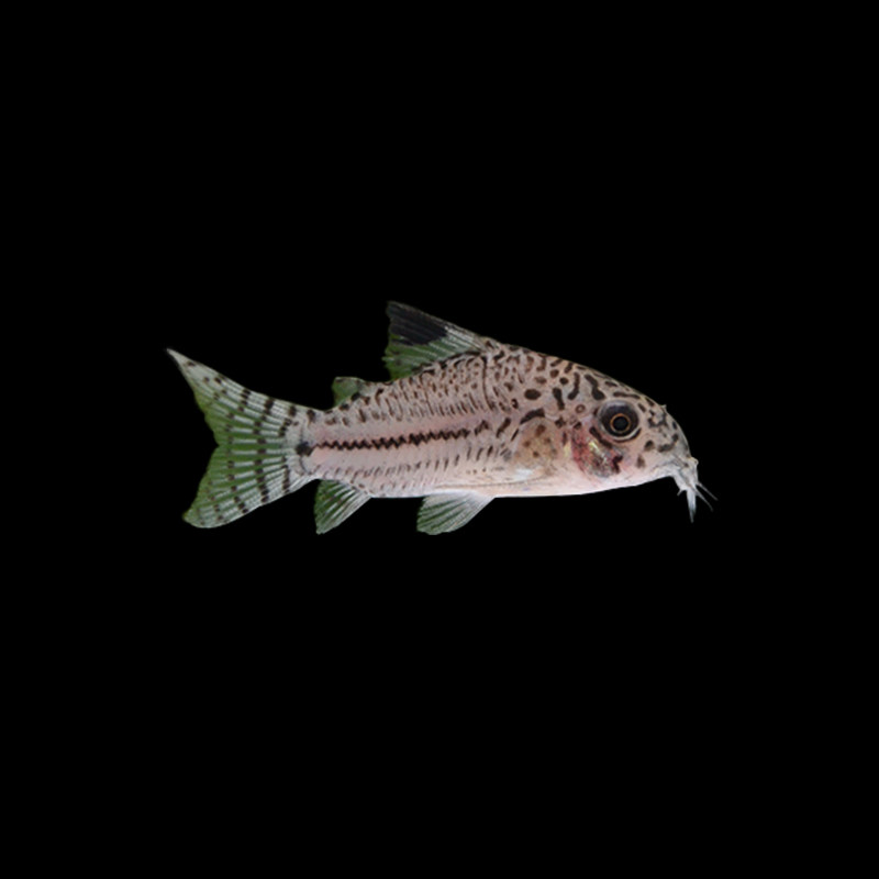 熊猫珍珠茉莉豹鼠金苔鼠清洁洁鱼工具小型热带鱼鱼