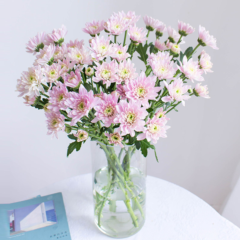 小雏菊鲜花直批家用水养插花一束小菊洋甘菊乒乓菊鲜切花年宵花礼