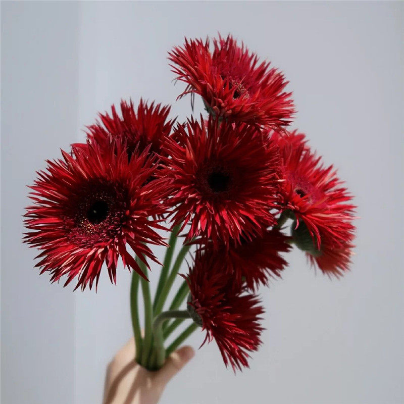 国产毛边拉丝弗朗鲜花上海发家用水养瓶插花鲜花速递同城