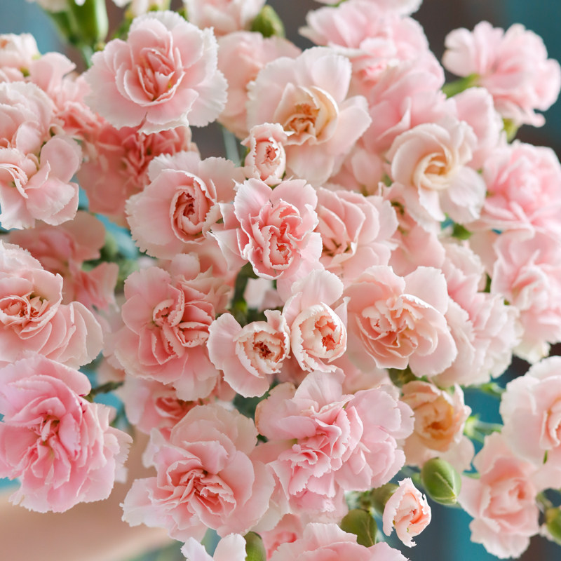 太子妃康乃馨鲜花云南昆明鲜切花浅粉色蝴蝶康家鲜花速递(同城)