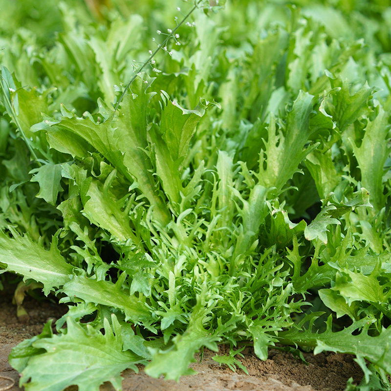 苦苣种子花叶细叶苦菊种籽四季阳台盆栽菜籽家庭园艺种子