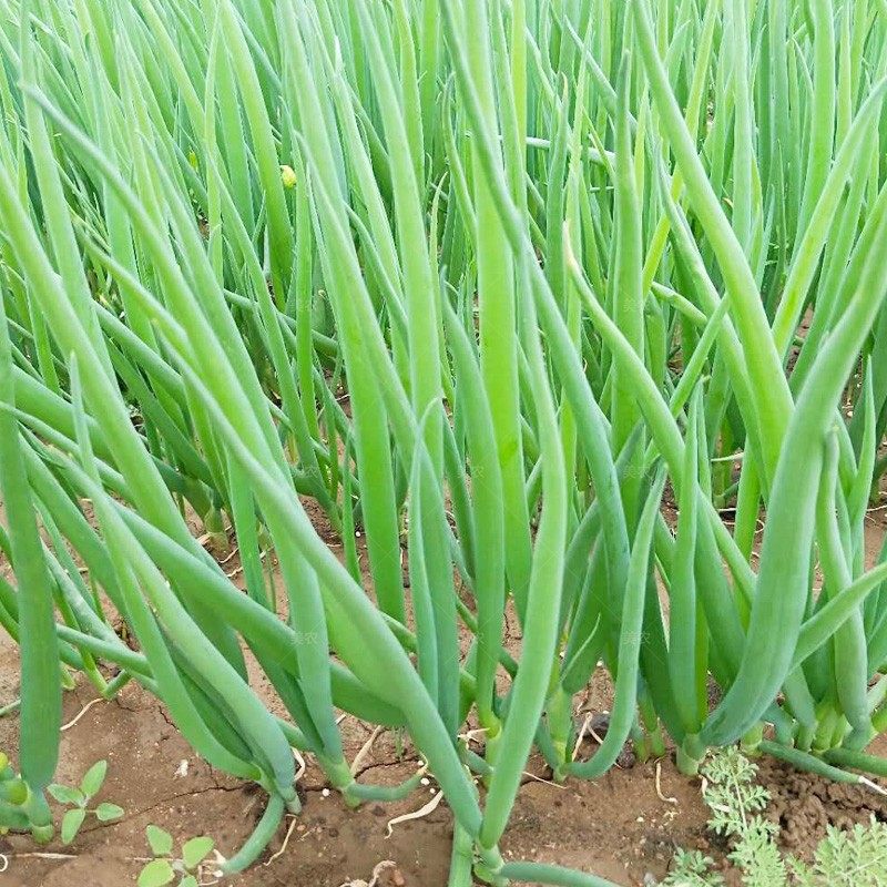 四季盆栽蔬菜葱种大面积香葱小香菜园小葱小菜家庭园艺种子