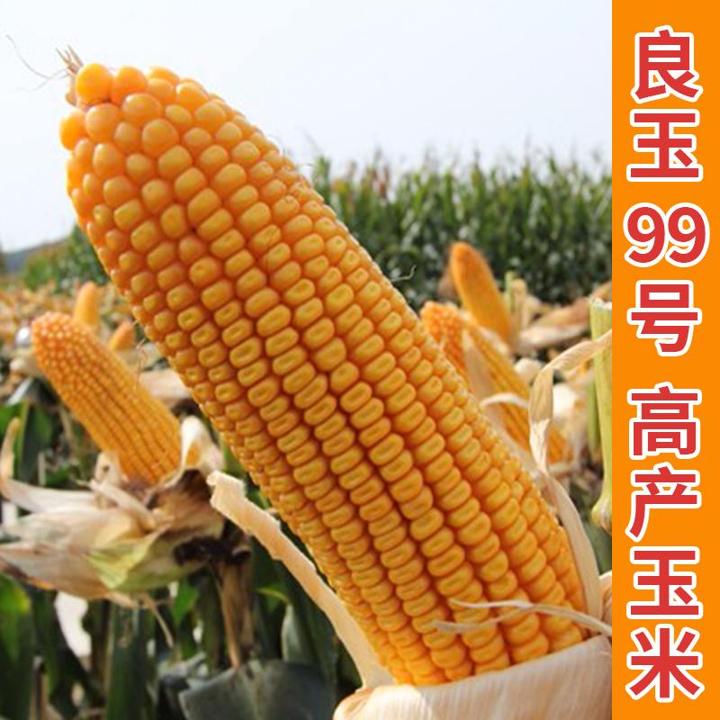 玉米良玉99号种子粒隆种籽国审高产大田早熟家庭园艺种子