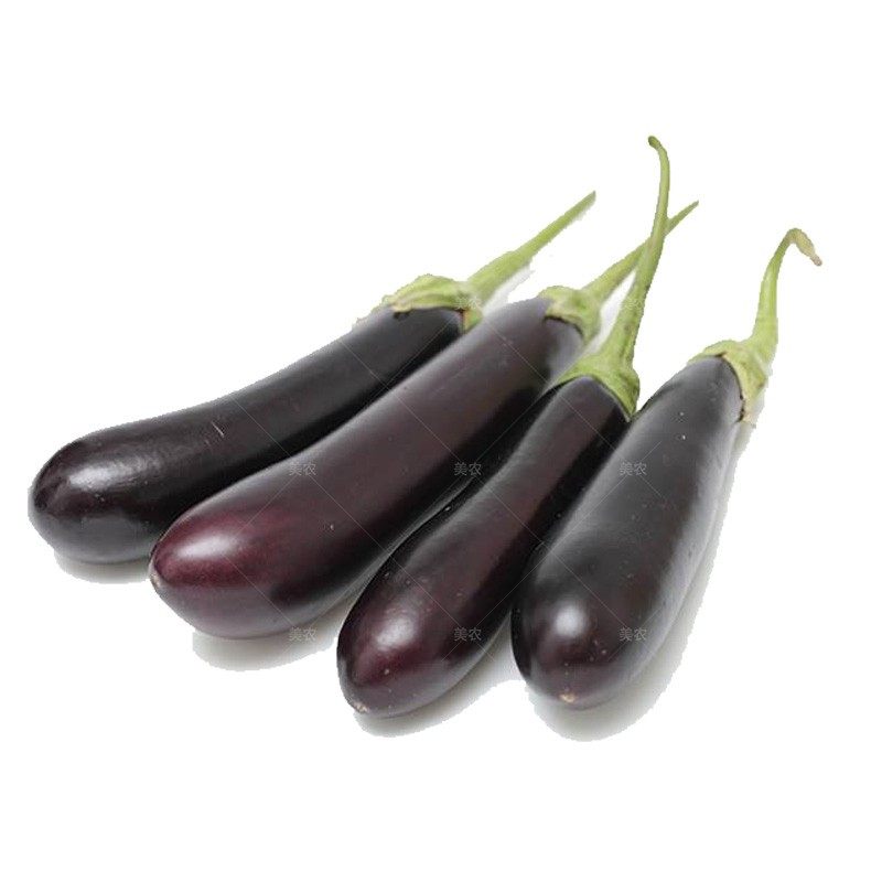 早熟蔬菜农家春季四季高产紫黑长茄绿萼种籽家庭园艺种子