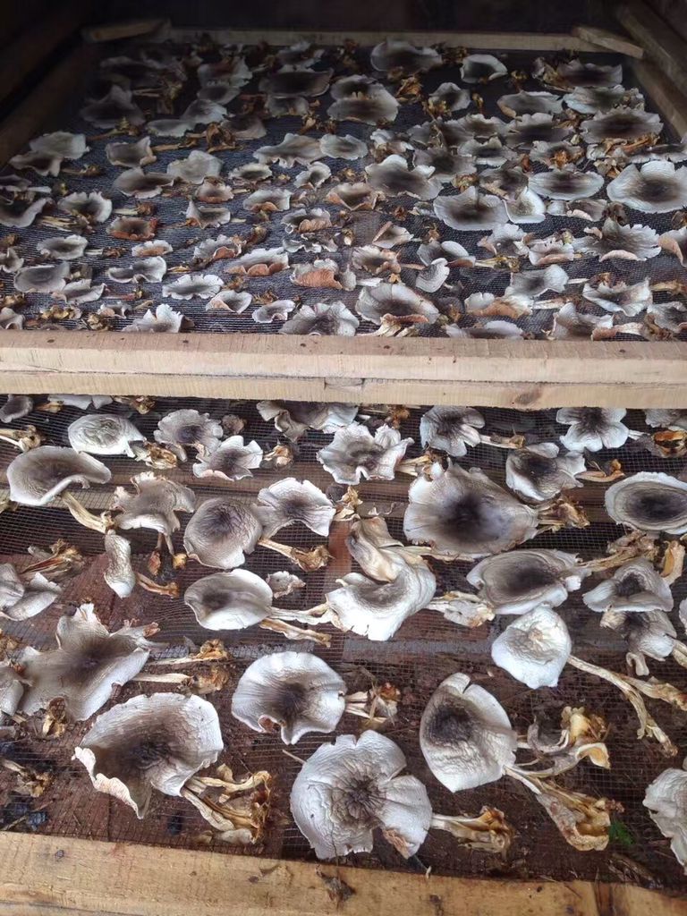 草菇稻草野生农家食用菌黎川特产干菇干货250g香菇类