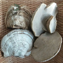 Long White Hills Wild Wooded Hooves wooded hooves Lucid Lucid and Guaranteed 500 gr Origin Shipped
