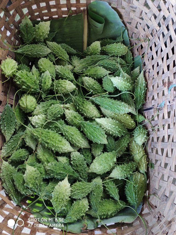 新鲜山苦瓜云南西双版 纳老挝泰傣哈尼布朗吃播生吃小苦瓜2斤 包邮