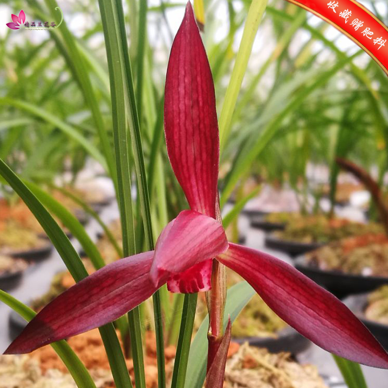 名贵兰花 春兰 红塔宝石 浓香红素色花 室内阳台绿植盆栽 兰花苗