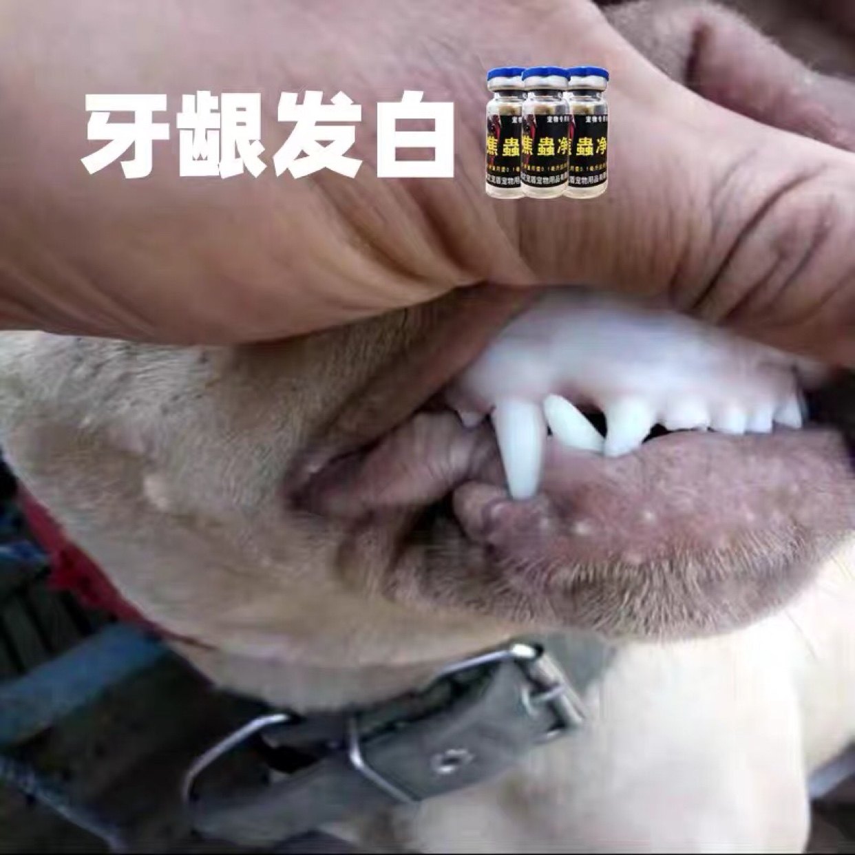 焦虫针虫病比特特犬猎犬印度比利时病血巴贝贝斯猫狗通用营养膏