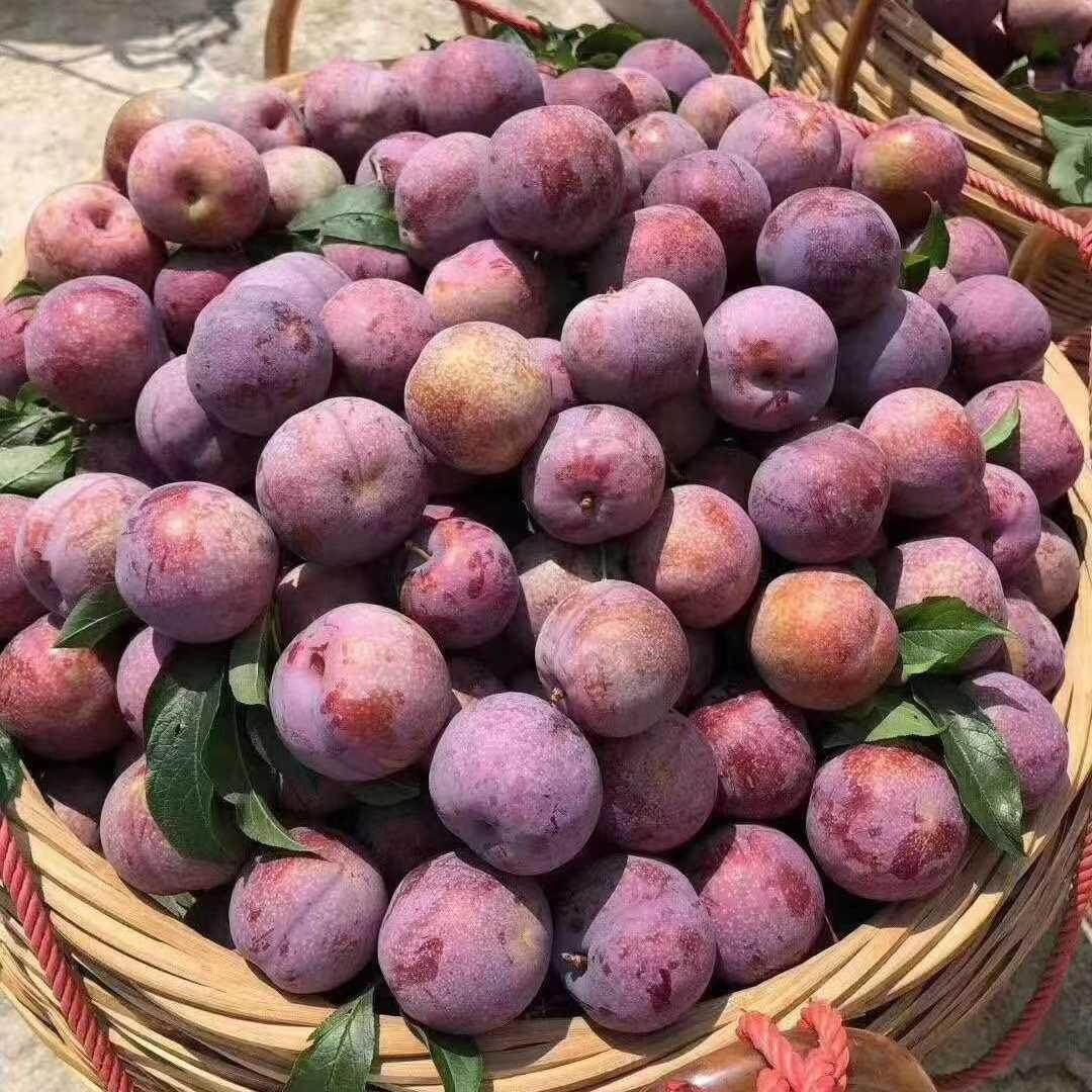 果酸李果李广西爽口李子三月华青珍珠水果孕妇李子