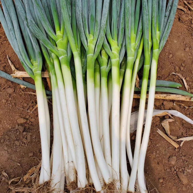 大葱四川四川成都成都市新鲜蔬菜去皮青葱5斤香葱葱类