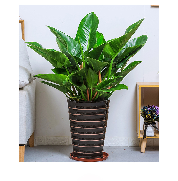 绿钻金钻蔓绿北欧室内办公室客厅甲醛净化空气绿植大型绿植