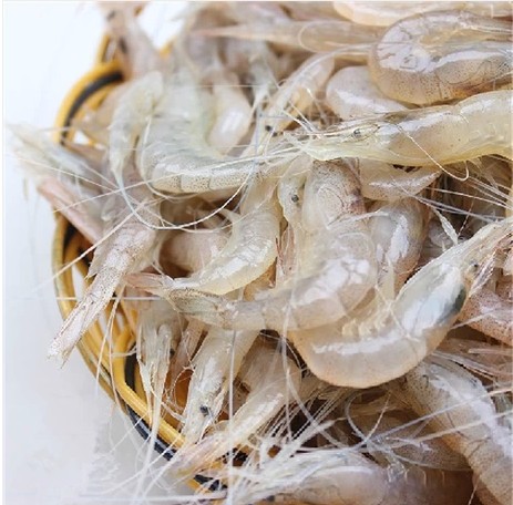 新鲜小白野生海虾鲜活对虾宝宝辅食孕妇补钙活虾