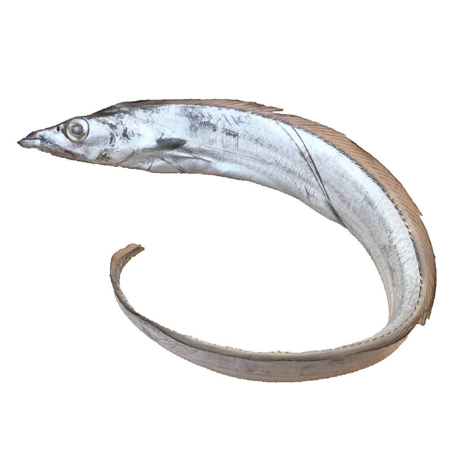 带鱼海鲜三斤吊带本地野生海水产纯野2斤1斤带鱼