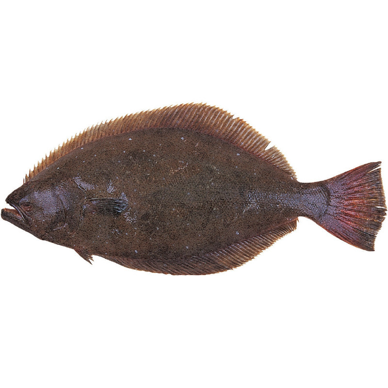 野生鸦片捕捞元宝海洋扁宝鱼牙片鱼偏口蝶鱼鲆鱼鲽鱼