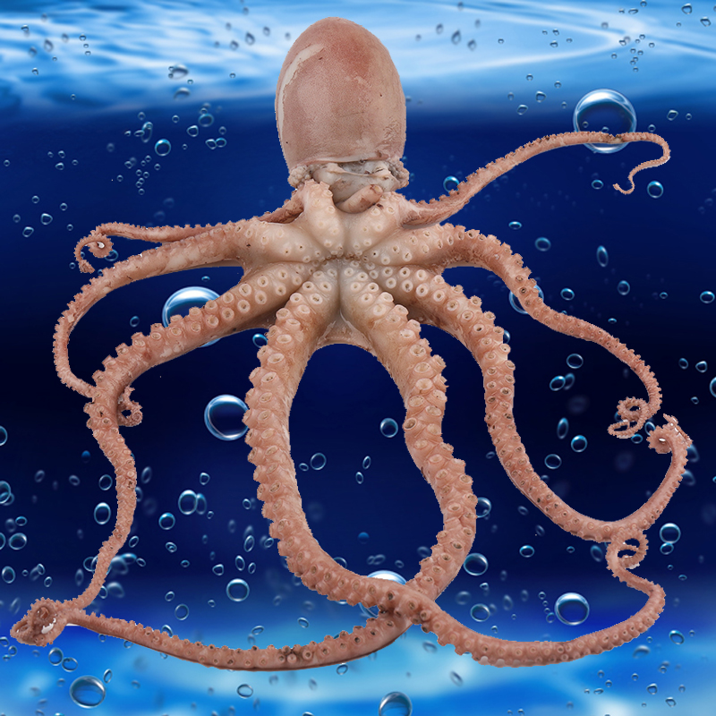 章鱼野生八爪鱼海鲜鲜活爆头即食水产新鲜长腿冷冻章鱼