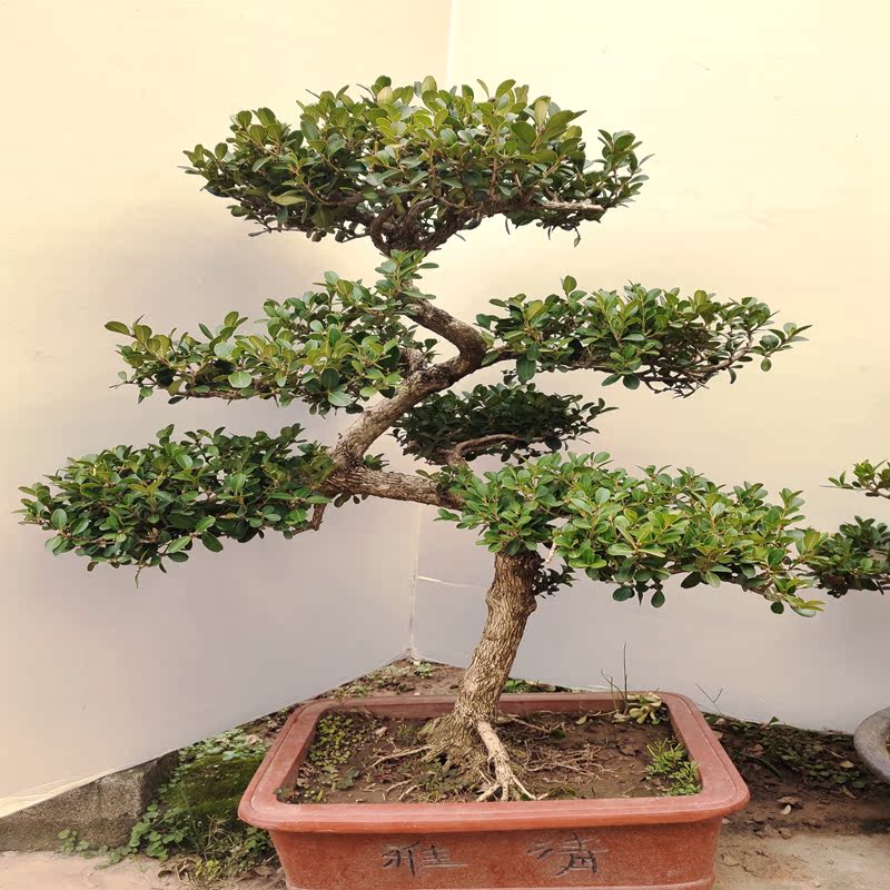 黄杨盆景皱皮造型老桩熟桩观叶植物植物提根庭院大型绿植