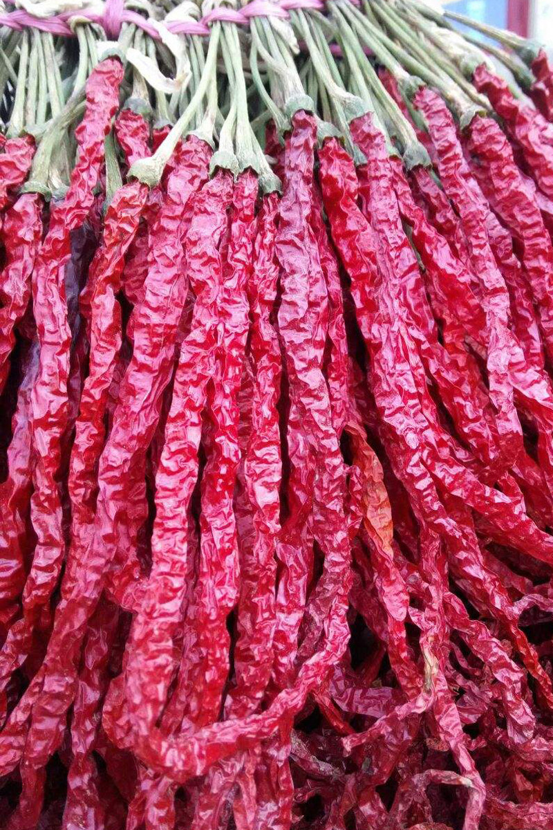 辣椒贵州特产本地荆条蘸水微辣凉拌黔西西线辣椒