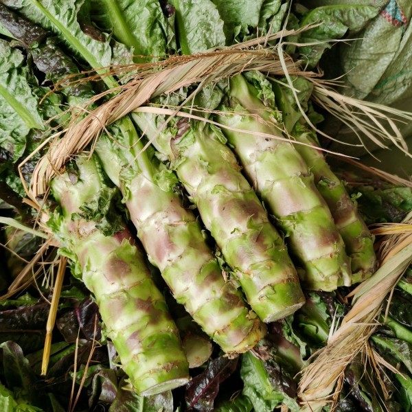 莴笋四川成都农家露天种植当季砍现发红叶新鲜紫皮叶菜类