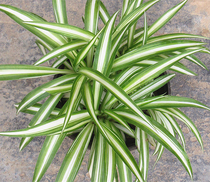 银心吊兰观叶植物植物吊兰盆栽室内桌面阳台绿植绿植