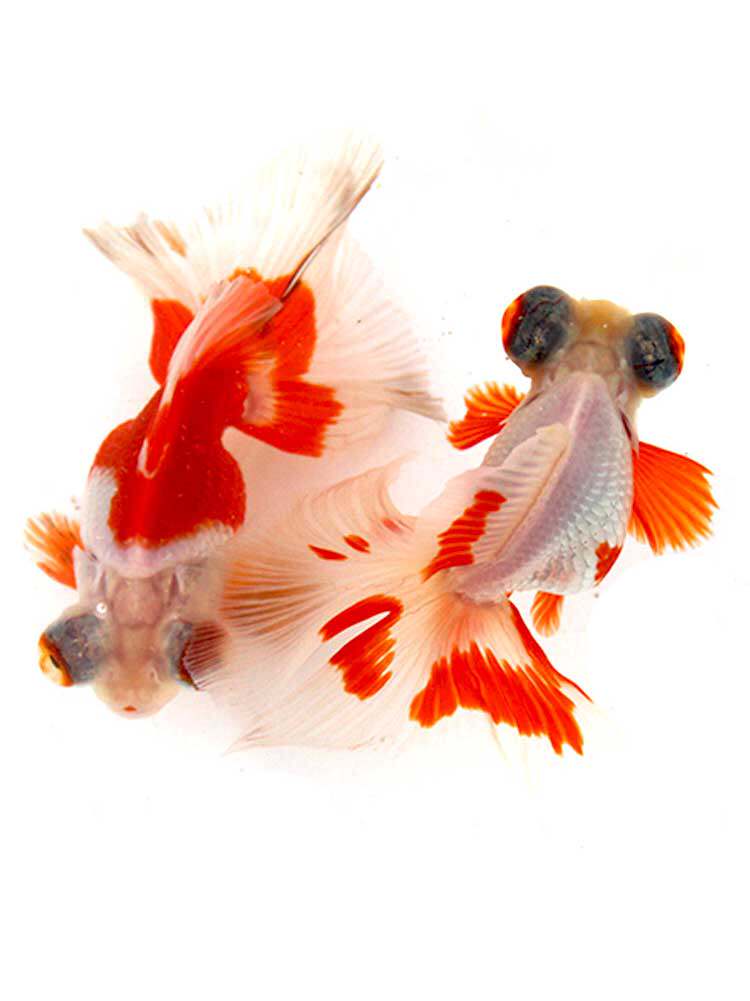 金鱼紫色精品品蝶招财观赏鱼淡水冷水鱼不加加温鱼